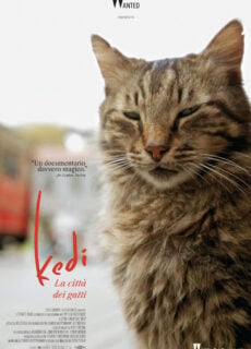 Poster Kedi – La città dei gatti