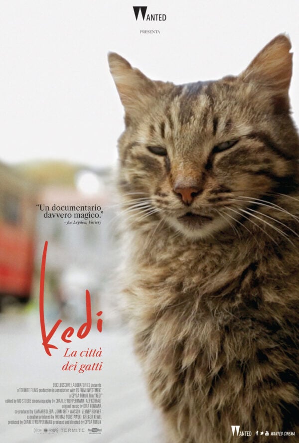 Poster Kedi – La città dei gatti