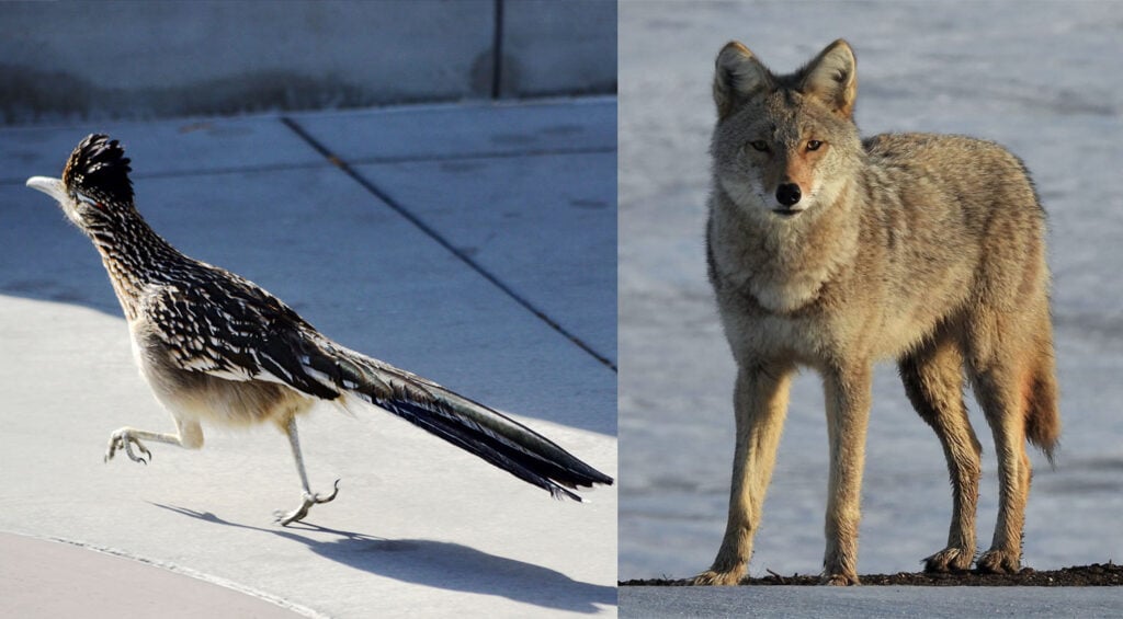 coyote contro roadrunner