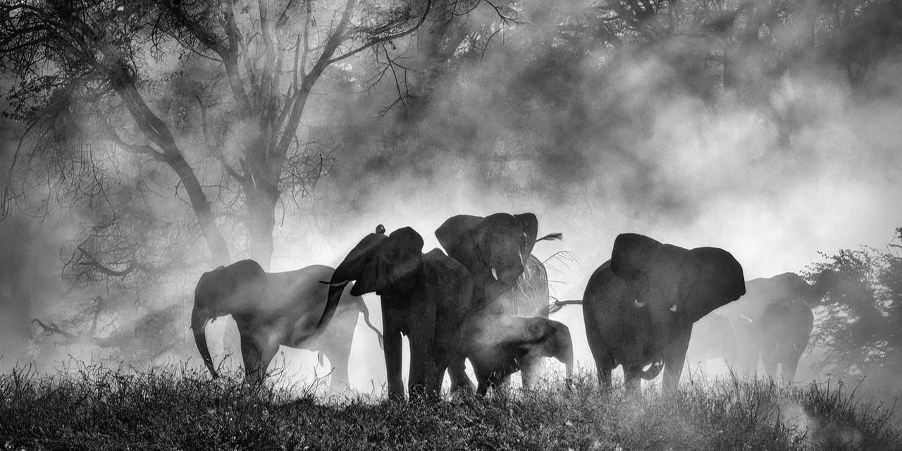 Venezia 82: Ghost Elephants è un altro documentario capolavoro di Werner Herzog